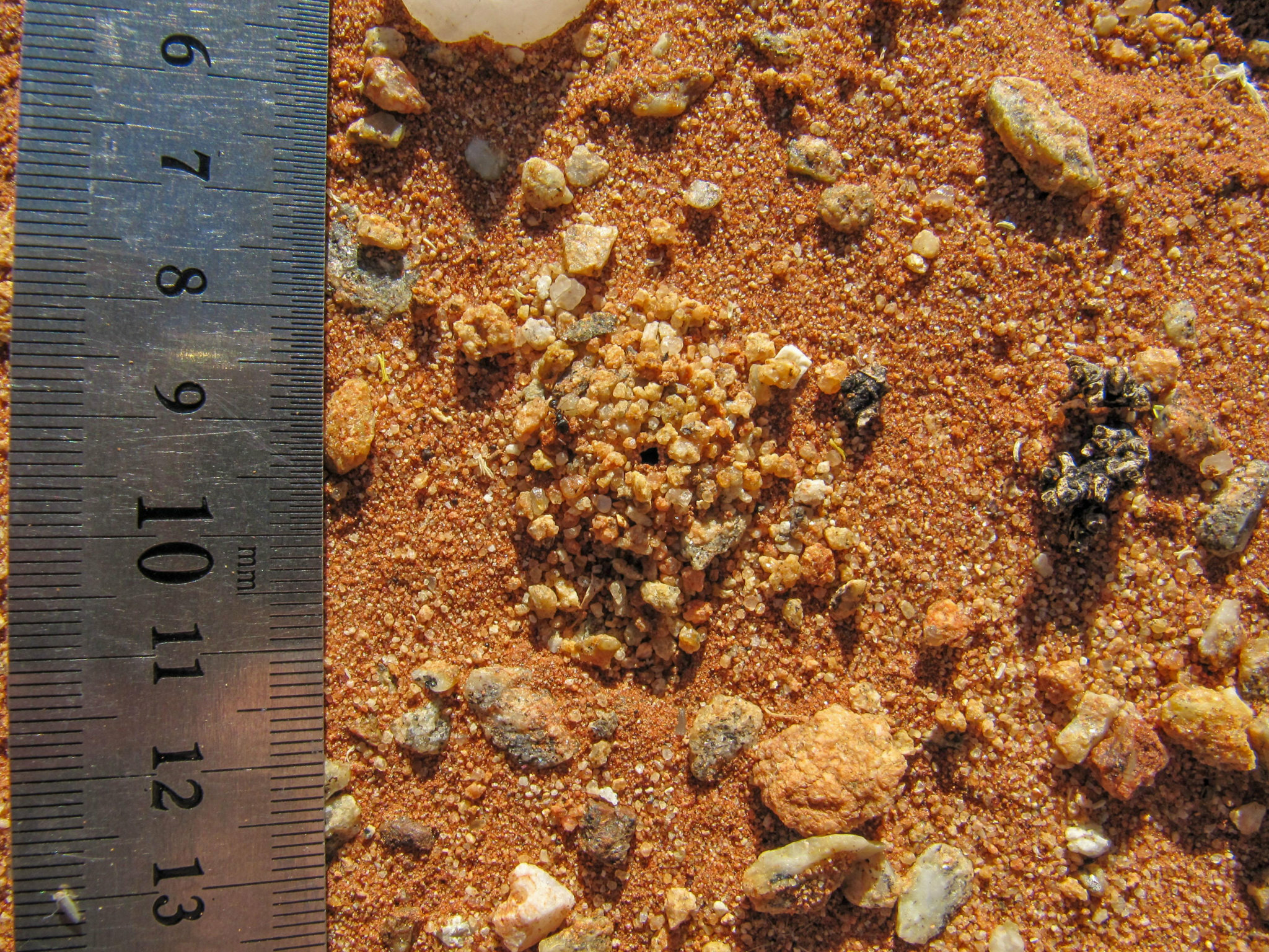 Camponotus emarginatus