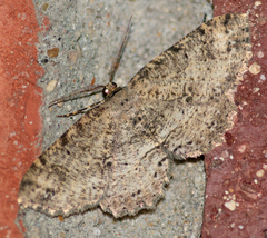 Melanolophia