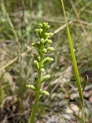Microtis arenaria