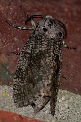 Prionoxystus robiniae