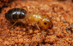 Camponotus emarginatus