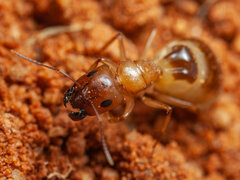 Camponotus emarginatus