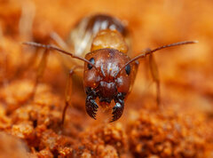 Camponotus emarginatus