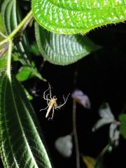 Oxyopes tenellus