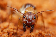 Camponotus emarginatus