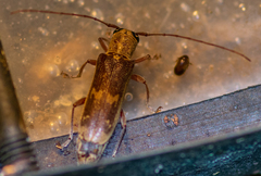 Saperda discoidea