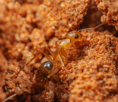 Camponotus emarginatus