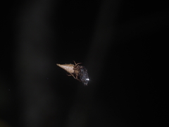 Eriovixia pseudocentrodes