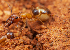 Camponotus belligerus