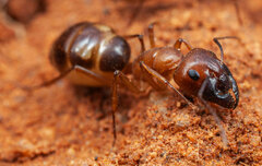 Camponotus belligerus