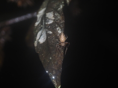 Eriovixia pseudocentrodes