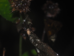 Eriovixia pseudocentrodes