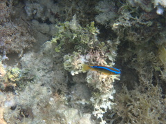 Chrysiptera leucopoma