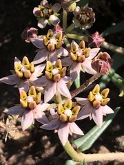 Asclepias flexuosa