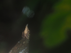 Eriovixia pseudocentrodes