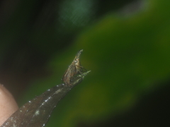 Eriovixia pseudocentrodes