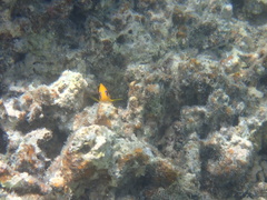 Chrysiptera leucopoma