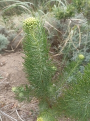 Hymenolepis crithmifolia