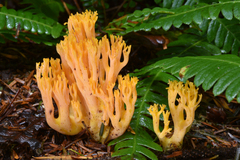 Ramaria aurantiisiccescens