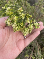 Passerina corymbosa