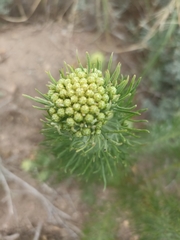 Hymenolepis crithmifolia