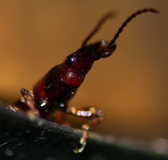 Arrhenodes minutus