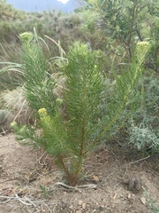 Hymenolepis crithmifolia
