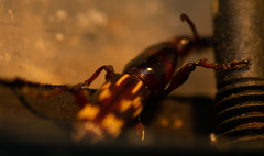 Arrhenodes minutus