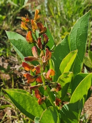 Argyrolobium robustum