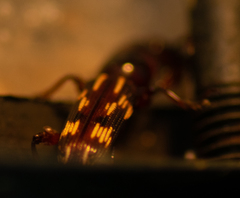 Arrhenodes minutus