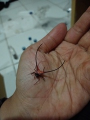 Macracantha arcuata