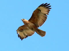 Buteo buteo vulpinus