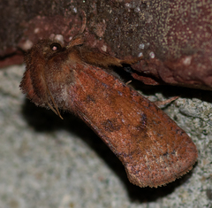 Acrolophus plumifrontella