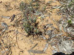 Hibbertia crinita
