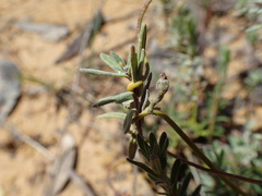 Hibbertia crinita