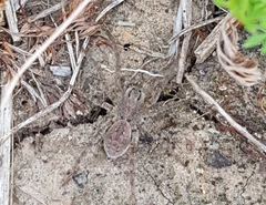 Portacosa cinerea