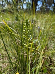 Microtis arenaria
