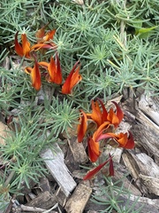 Lotus berthelotii