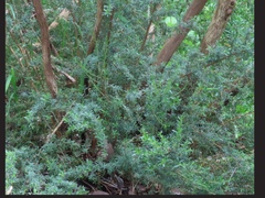 Kunzea leptospermoides