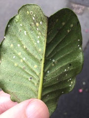 Epelidochiton piperis