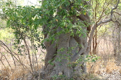 Ficus dendrocida