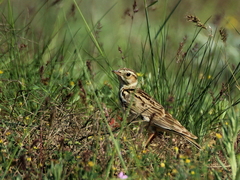 Lullula arborea
