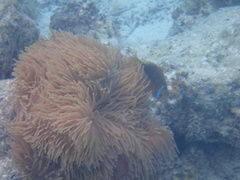 Amphiprion chrysopterus