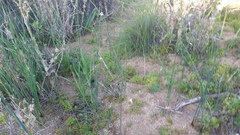 Olsynium scirpoideum