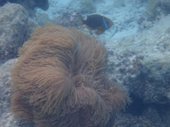 Amphiprion chrysopterus