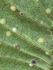 Epelidochiton piperis