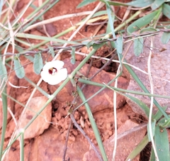 Xenostegia tridentata