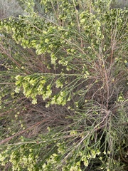 Passerina corymbosa