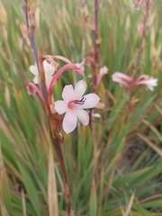 Watsonia meriana