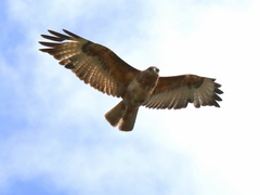 Buteo buteo vulpinus